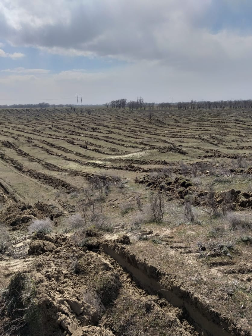 Работники ГКУ РД "Республиканские леса" совместно с лесниками Ногайского района продолжают проводить осенние лесовосстановительные работы