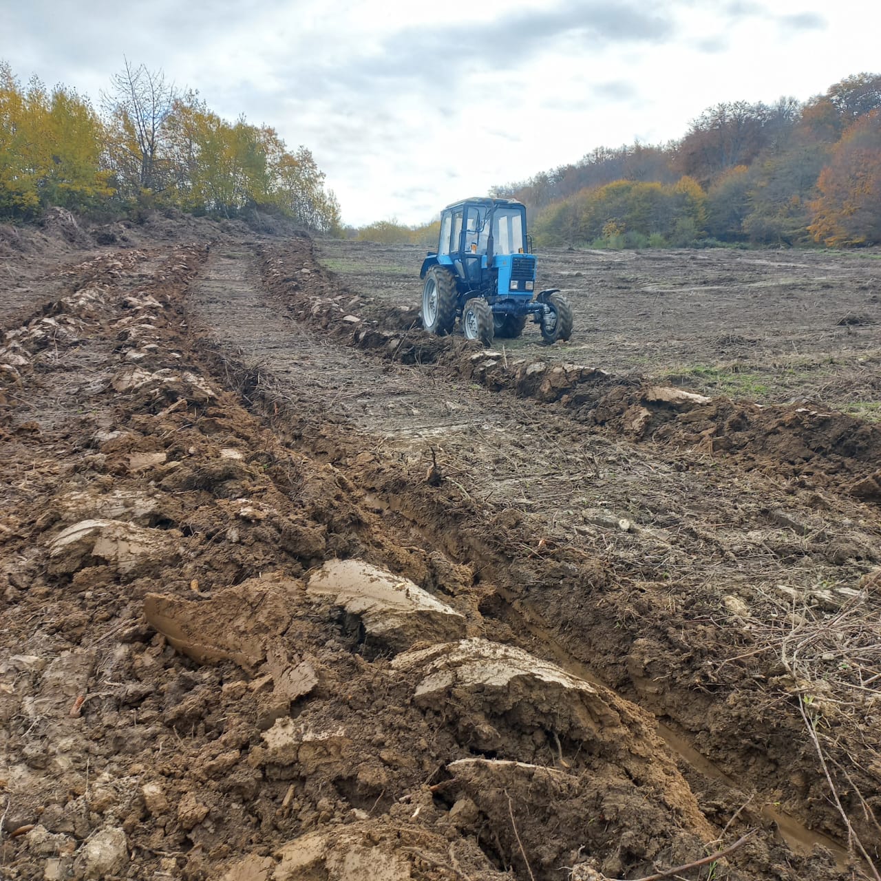 Посев семян Табасаран