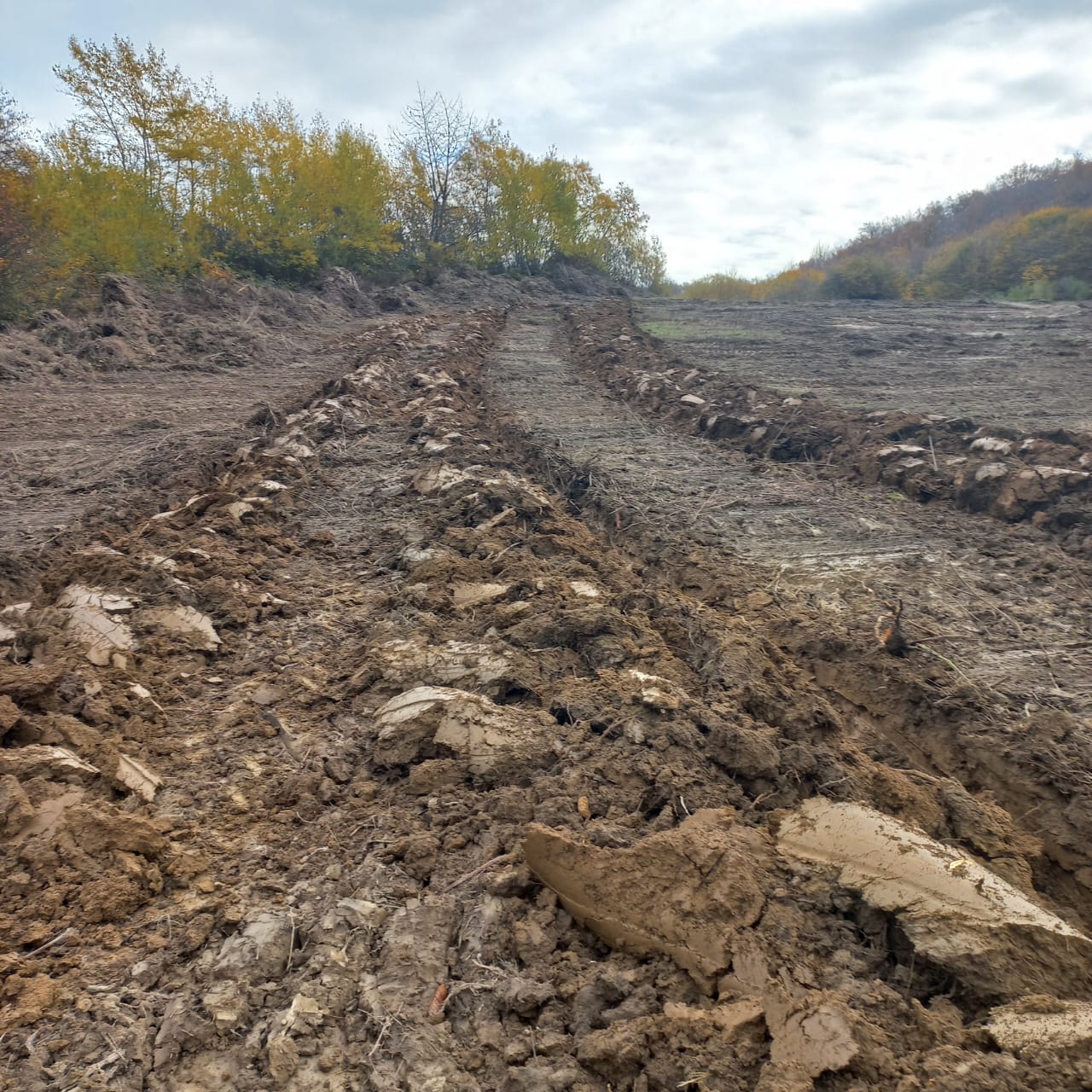 Посев семян Табасаран