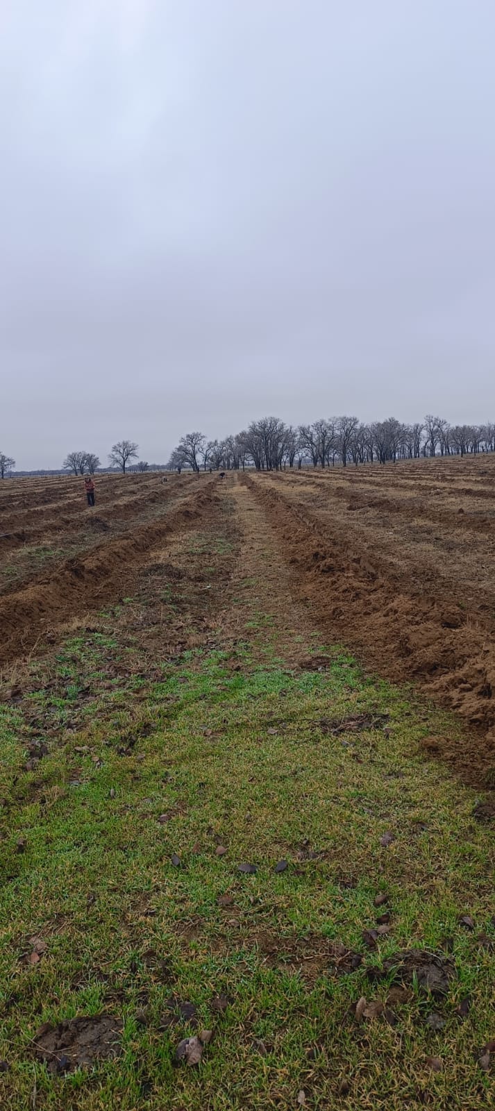 Посадки саженцев Ногай