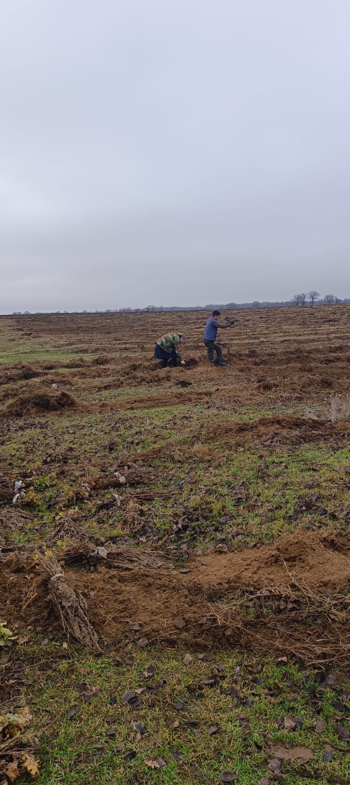 Посадки саженцев Ногай