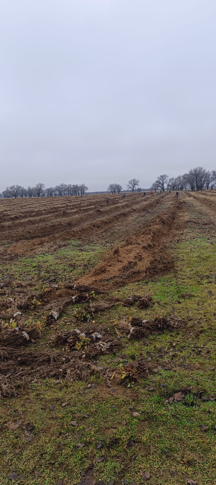 Посадки саженцев Ногай